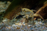 Krab jezerni - Potamon fluviatile - Freshwater Crab o0058
